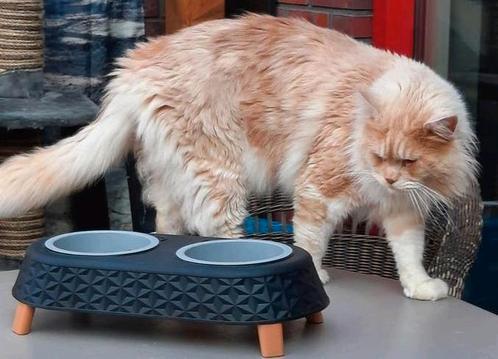 Mooie maincoon dekkater, Dieren en Toebehoren, Katten en Kittens | Dekkaters