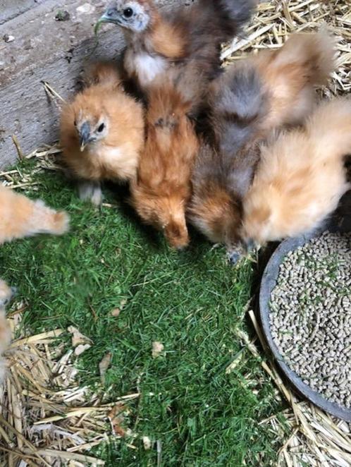 zijdehoen- en cochin kuikens, Dieren en Toebehoren, Pluimvee, Kip, Meerdere dieren