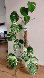 Grote Monstera variegata xl, Huis en Inrichting, Kamerplanten, Ophalen, Halfschaduw, Minder dan 100 cm