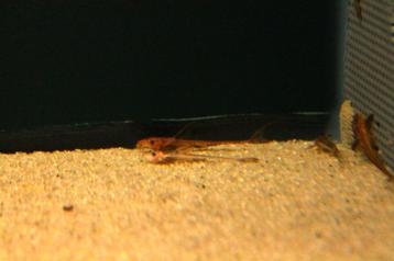 Rode zweepstaartmeerval (Rineloricaria sp. L010A) beschikbaar voor biedingen