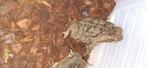 Rhinella Marina reuzenpad, Dieren en Toebehoren, Reptielen en Amfibieën, Amfibie, 0 tot 2 jaar