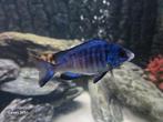 3 Placidochromis malawi cichliden, Dieren en Toebehoren, Vissen | Aquariumvissen, Vis, Zoetwatervis