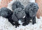 Half Australian labradoodle pups medium Fleece en Curly l, Rabiës (hondsdolheid), Overige rassen, 8 tot 15 weken, Meerdere dieren