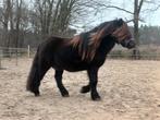 Super mooie shetlander ruin, Met stamboom, Ruin, A pony (tot 1.17m), 3 tot 6 jaar