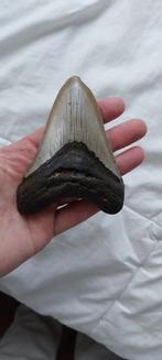 Fossielen megalodon haaientand 11 cm USA, Verzamelen, Mineralen en Fossielen, Ophalen of Verzenden, Fossiel