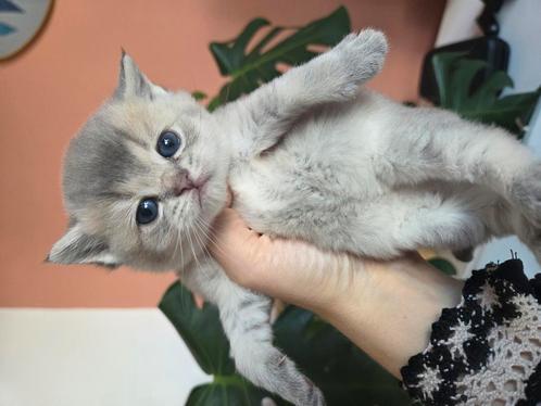 Lieve britse korthaar kruising kittens, Dieren en Toebehoren, Katten en Kittens | Raskatten | Langhaar, Meerdere dieren, 0 tot 2 jaar