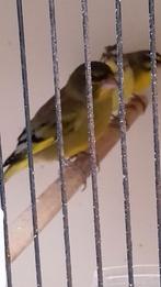 Dikbek cinie x chineese groenling, Dieren en Toebehoren, Vogels | Overige Vogels, Mannelijk