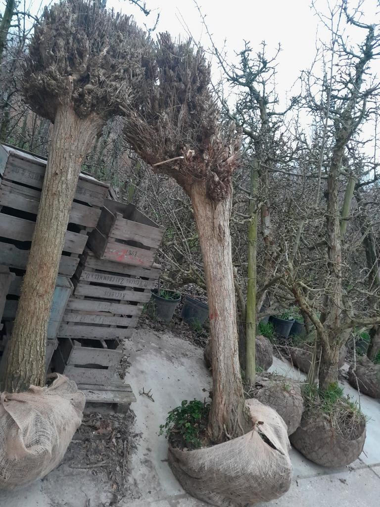 Bol robinia, Tuin en Terras, Planten | Bomen, Ophalen, Bloeit niet, Halfschaduw, Overige soorten