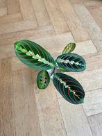 🪴 Prayerplant - Maranta leuconeura stekjes tiengebodenplant, Bloeiende kamerplant, Ophalen, Halfschaduw, Minder dan 100 cm
