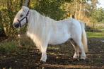 Shetland merrie & merrie veulen B pony, Dieren en Toebehoren, Pony's, Merrie, A pony (tot 1.17m), Ontwormd, 0 tot 2 jaar
