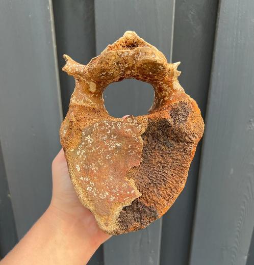 Mammoetwervel fossiel Noordzee., Verzamelen, Mineralen en Fossielen, Fossiel, Ophalen of Verzenden