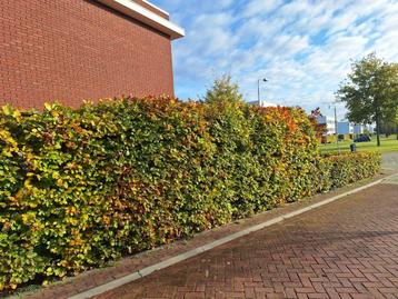 Beukenhaag beschikbaar voor biedingen