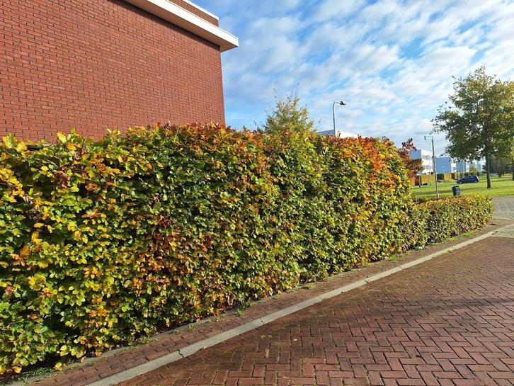 Beukenhaag, Tuin en Terras, Planten | Struiken en Hagen, Haag, Beukenhaag, 100 tot 250 cm, Ophalen