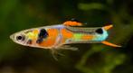Endler gup, Dieren en Toebehoren, Vis