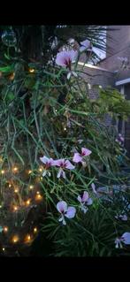 Pelargonium tetragonum, Huis en Inrichting, Kamerplanten, Ophalen, Overige soorten, Minder dan 100 cm