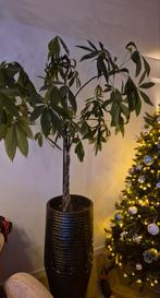 Pachira Aquatica (Geldboom) in pot, Ophalen, In pot, Halfschaduw