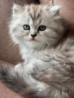 Kittens ter adoptie
