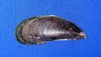 schelpen, Perna viridis, Ophalen of Verzenden, Schelp(en)