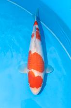Yoshino Kohaku met certificaat Tosai 35cm, Dieren en Toebehoren, Vissen | Vijvervissen, Karper of Koi