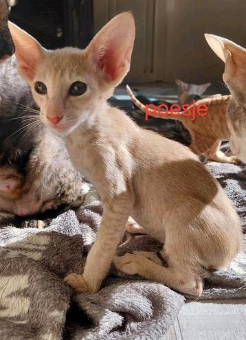 Lieve speelse Oosterse korthaar kittens met stamboom.  beschikbaar voor biedingen