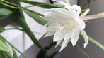 epiphyllum cactus pumilum gewortelde stekken, Huis en Inrichting, Kamerplanten, Minder dan 100 cm, Bloeiende kamerplant, Halfschaduw