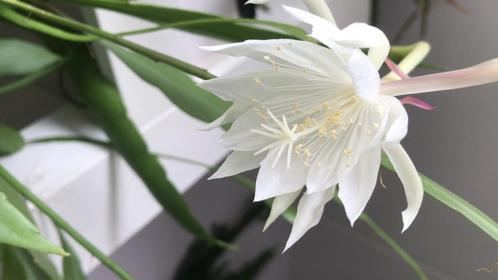 epiphyllum cactus pumilum gewortelde stekken, Huis en Inrichting, Kamerplanten, Cactus, Minder dan 100 cm, Bloeiende kamerplant