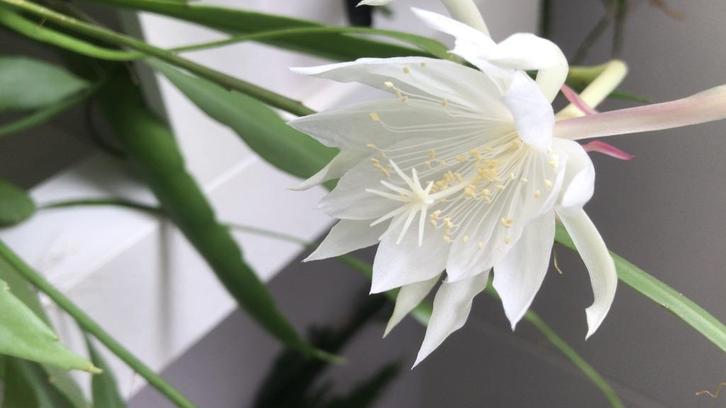 epiphyllum cactus pumilum gewortelde stekken, Huis en Inrichting, Kamerplanten, Cactus, Minder dan 100 cm, Bloeiende kamerplant