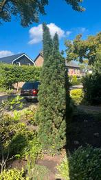 Taxus 2 meter hoog, Tuin en Terras, Ophalen, Bloeit niet, Halfschaduw, Overige soorten