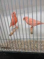 Roodivoor kanaries, Dieren en Toebehoren, Vogels | Kanaries, Meerdere dieren, Kleurkanarie