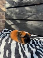 Cavia zeugje teddy, Dieren en Toebehoren, Knaagdieren, Cavia, Juli, Vrouwelijk, Tam