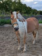Haflinger merrie met ervaring en uitstraling, Merrie, Minder dan 160 cm, Gechipt, M