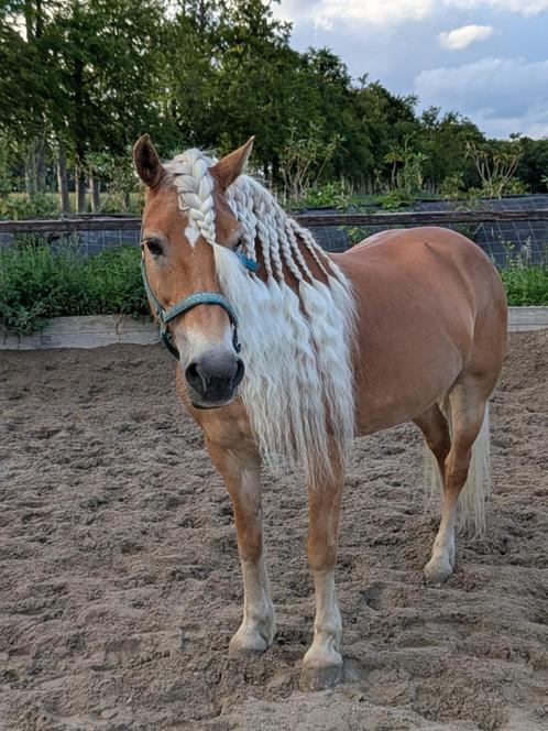 Haflinger merrie met ervaring en uitstraling, Dieren en Toebehoren, Paarden, Merrie, M, Minder dan 160 cm, 11 jaar of ouder, Recreatiepaard