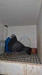 3 valenciano, Dieren en Toebehoren, Meerdere dieren, Kropper