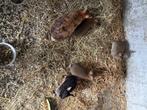 Dwergkonijntjes, Dieren en Toebehoren, Konijnen, Geslacht onbekend, Dwerg, 0 tot 2 jaar