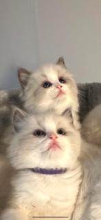 ✨nog 1 prachtige blue bicolor poesje met stamboom, Meerdere dieren, Ontwormd, 0 tot 2 jaar