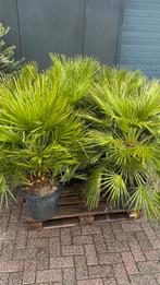 Palmbomen Chamaerops humulis dadel palm, Ophalen, Zomer, Overige soorten, Volle zon