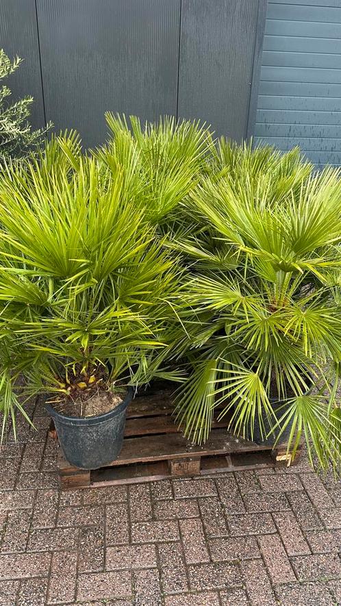 Palmbomen Chamaerops humulis dadel palm, Tuin en Terras, Planten | Tuinplanten, Overige soorten, Volle zon, Zomer, Ophalen