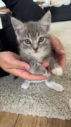 Kittens, Dieren en Toebehoren