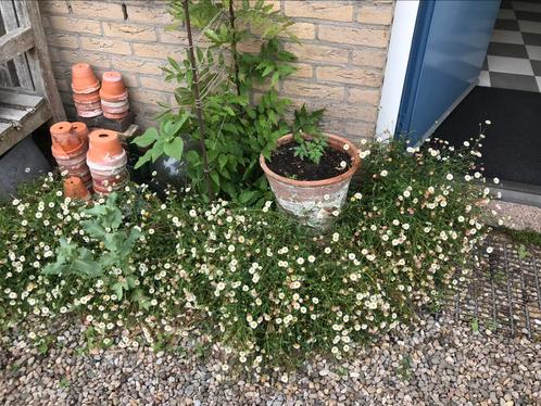 Gifvrije zaadjes Mexicaans madeliefje, Tuin en Terras, Bloembollen en Zaden, Zaad, Voorjaar, Volle zon, Ophalen of Verzenden