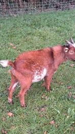 Camel bont dwerggeit, Dieren en Toebehoren, Schapen, Geiten en Varkens, Mannelijk, Geit, 0 tot 2 jaar