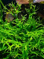 Microsorum Windelov, Dieren en Toebehoren, Vissen | Aquariumvissen, Vis