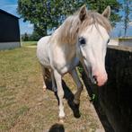 Knappe 2 jarige A welsh hengst, Dieren en Toebehoren, Pony's, Hengst, Recreatiepony, 3 tot 6 jaar