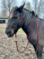 Equiplay touwhalster en leadrope, Verzenden, Zo goed als nieuw