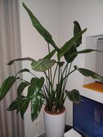 Strelitzia Nicolai XL, Huis en Inrichting, Kamerplanten, Groene kamerplant, Ophalen, Overige soorten, 200 cm of meer