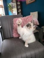 Ragdoll katertje 22 Mei geboren.