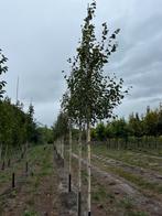 Himalaya berken te koop aangeboden, Ophalen, Volle zon