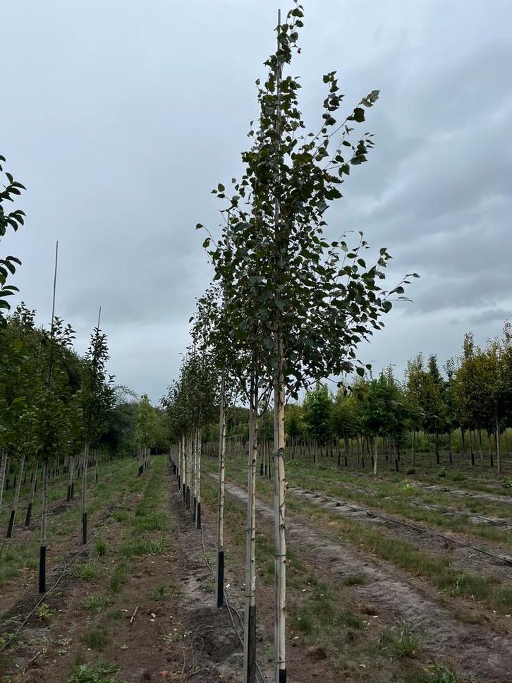 Himalaya berken te koop aangeboden, Tuin en Terras, Planten | Bomen, Volle zon, Ophalen