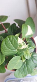 Peperomia Rana Verde Variegata, Huis en Inrichting, Kamerplanten, Ophalen of Verzenden, Overige soorten, Minder dan 100 cm