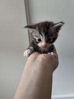 Maine Coon Kittens, nog 2 katertjes beschikbaar., Meerdere dieren, Ontwormd, 0 tot 2 jaar