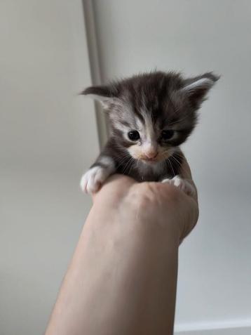 Maine Coon Kittens, nog 2 katertjes beschikbaar. beschikbaar voor biedingen